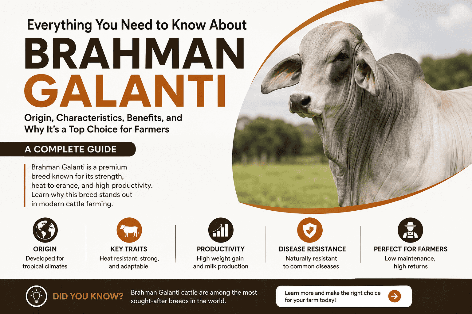 Everything You Need to Know About Brahman Galanti